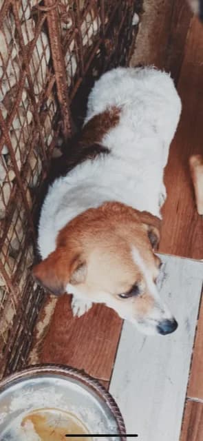 Dog 5429, Mixed Breed for adoption at Danyflor Timisoara, Timisoara