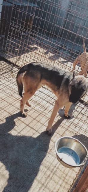 Dog 5431, Mixed Breed for adoption at Danyflor Timisoara, Timisoara