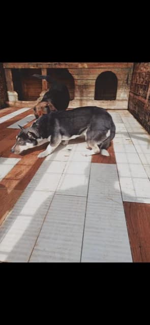 Dog 5433, Mixed Breed for adoption at Danyflor Timisoara, Timisoara