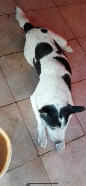 Dog 5435, Mixed Breed for adoption at Danyflor Timisoara, Timisoara