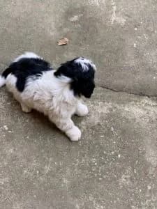 Dog 5463, Mixed Breed for adoption at Danyflor Timisoara, Timisoara