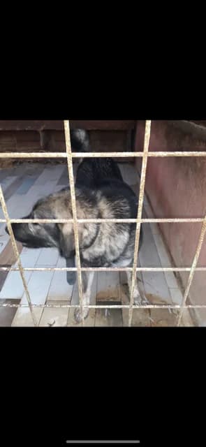 Dog 5493, Mixed Breed for adoption at Danyflor Timisoara, Timisoara