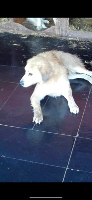 Dog 5495, Mixed Breed for adoption at Danyflor Timisoara, Timisoara