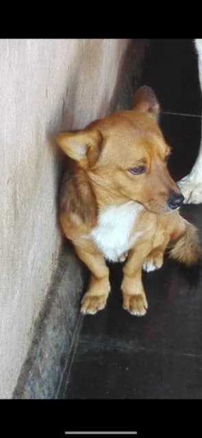 Dog 5497, Mixed Breed for adoption at Danyflor Timisoara, Timisoara