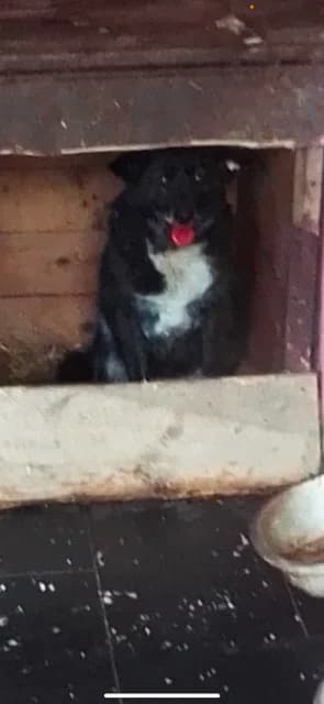 FEMELA,MARE,NEGRU CU ALB, Mixed Breed for adoption at Danyflor Timisoara, Timisoara