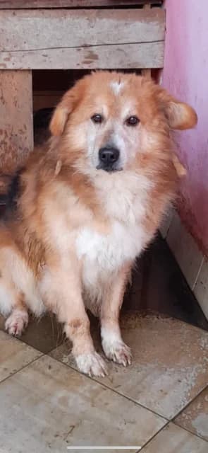 FEMELA,MEDIE,MARO CU ALB, Mixed Breed for adoption at Danyflor Timisoara, Timisoara