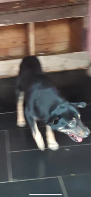 FEMELA,MEDIE,NEGRU CU ALB, Mixed Breed for adoption at Danyflor Timisoara, Timisoara