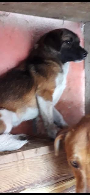 FEMELA,MEDIE,MARO CU ALB, Mixed Breed for adoption at Danyflor Timisoara, Timisoara