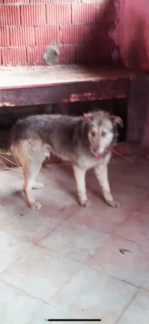FEMELA,MEDIE,NEGRU CU MARO, Mixed Breed for adoption at Danyflor Timisoara, Timisoara