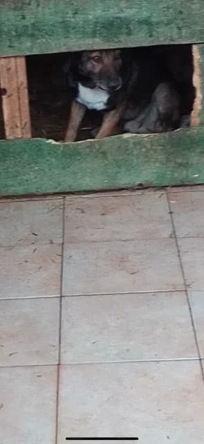 FEMELA,MEDIE,MARO CU NEGRU, Mixed Breed for adoption at Danyflor Timisoara, Timisoara