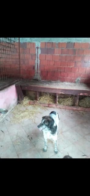 FEMELA,MEDIE,NEGRU CU ALB, Mixed Breed for adoption at Danyflor Timisoara, Timisoara