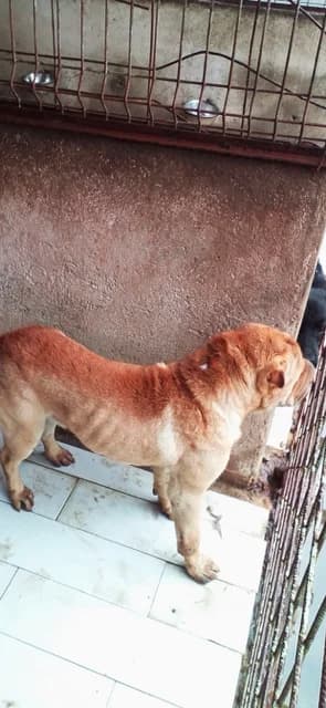 Cat 5653, Mixed Breed for adoption at Danyflor Timisoara, Timisoara