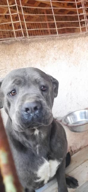 FEMELA,MARE,GRI ALBASTRUI, Mixed Breed for adoption at Danyflor Timisoara, Timisoara