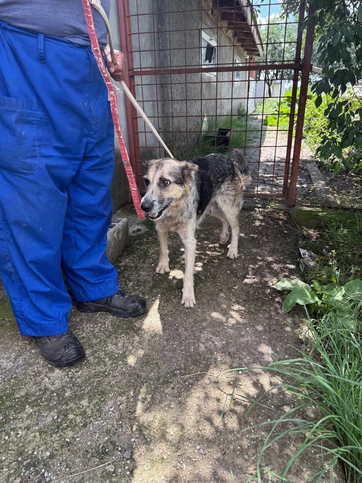 Femela, talie medie, Mixed Breed for adoption at Danyflor Timisoara, Timisoara
