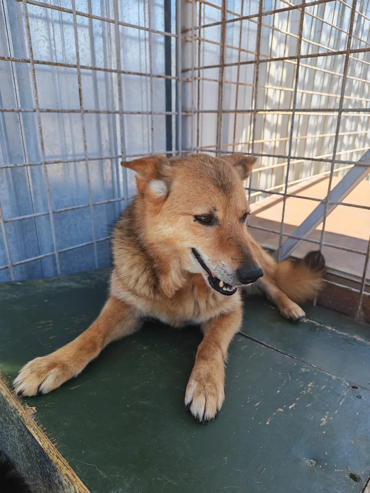 Câine 5500, male 4yo Mixed Breed for adoption at Adăpostul de Câini Onești