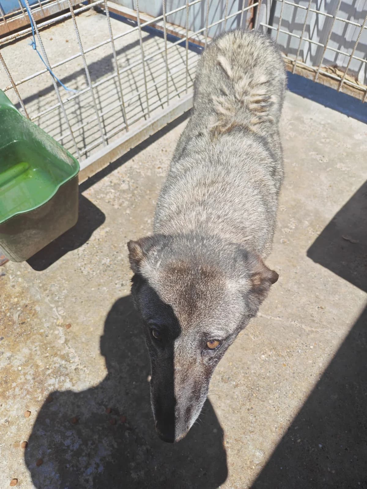 Câine 6, female 6yo Mixed Breed for adoption at Adăpostul de Câini Onești
