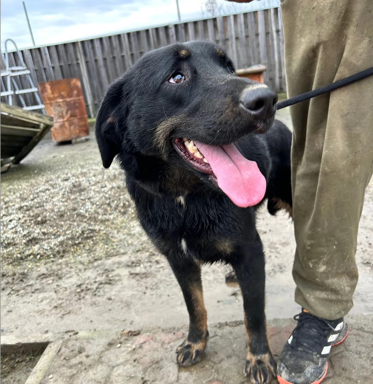 Carlo, male 5yo Mixed Breed for adoption at Dumbrava lui Patrocle