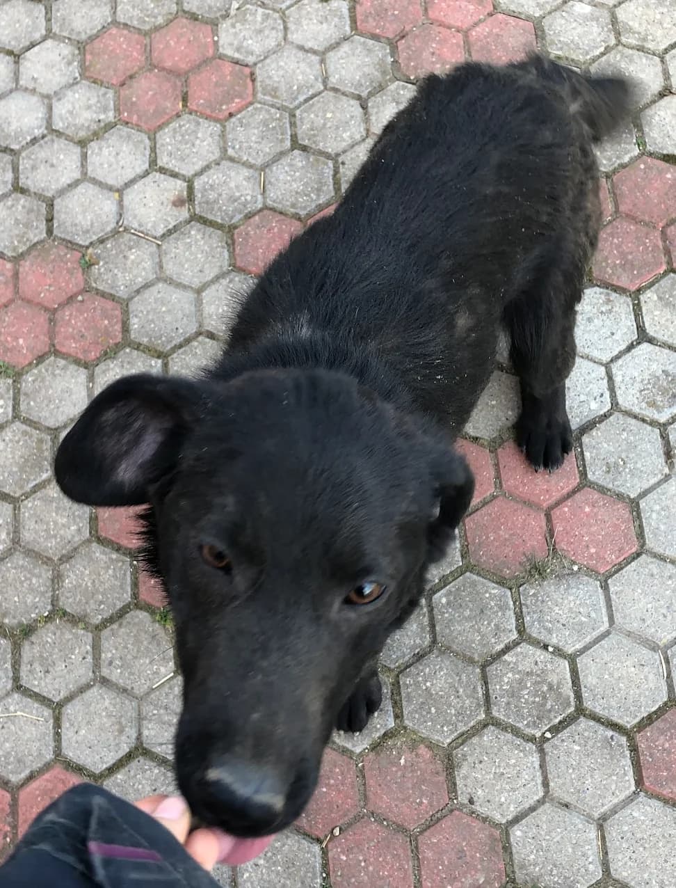 Fetita, female 5yo Mixed Breed for adoption at Dumbrava lui Patrocle