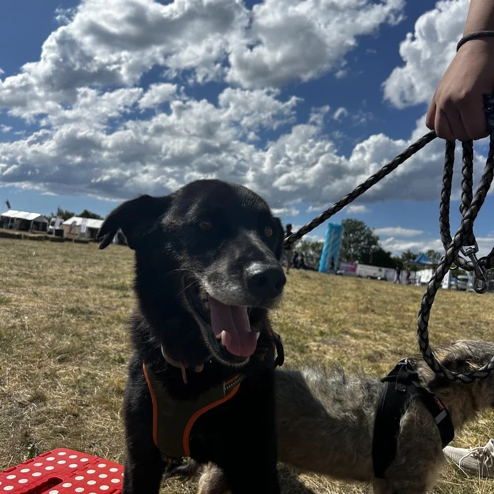 Gonah, male 7yo Mixed Breed for adoption at Dumbrava lui Patrocle
