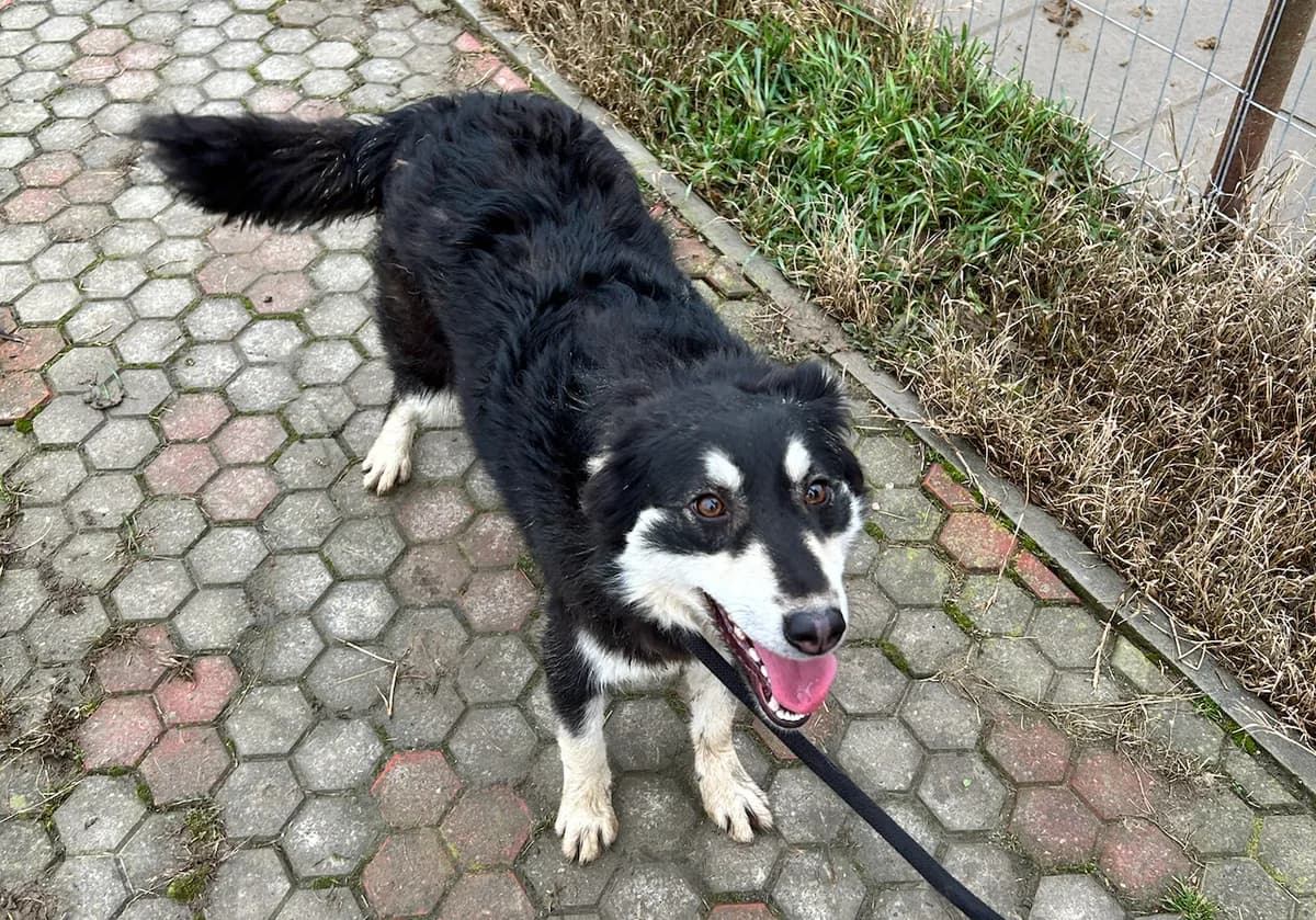 Miriam, female 5yo Mixed Breed for adoption at Dumbrava lui Patrocle