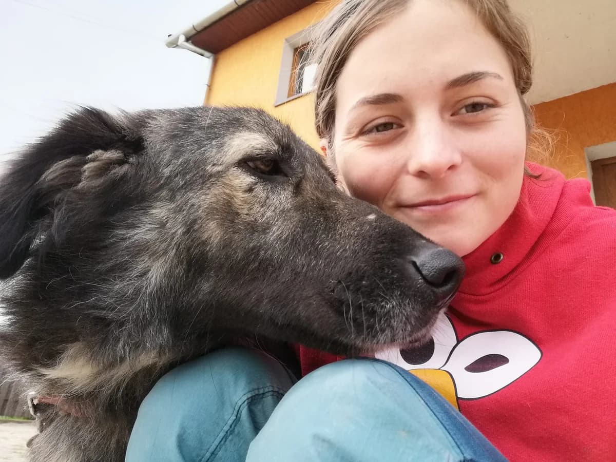 Codrut, male 6yo Mixed Breed for adoption at Dumbrava lui Patrocle