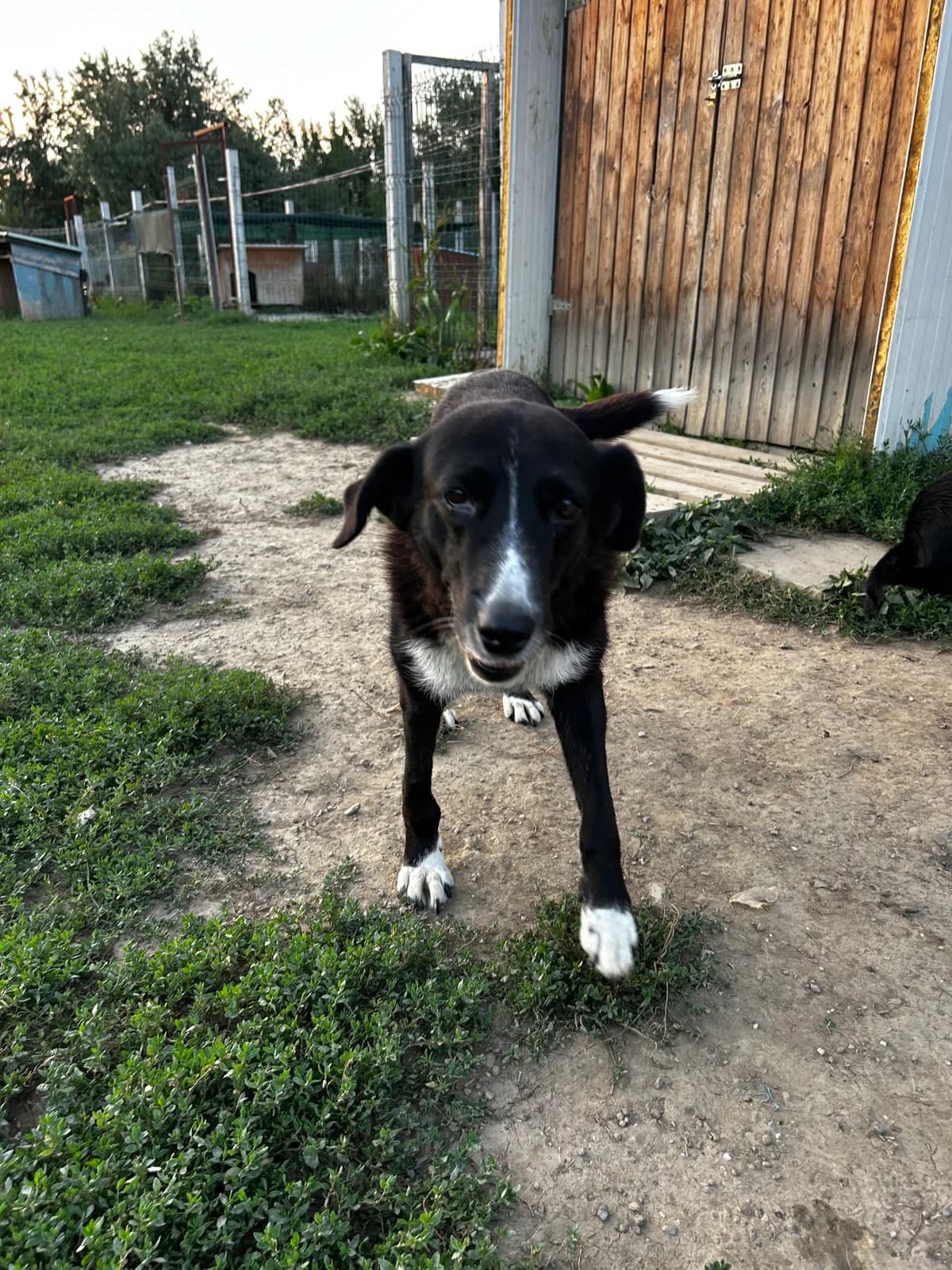 Gipsy, female senior Mixed Breed for adoption at Dumbrava lui Patrocle