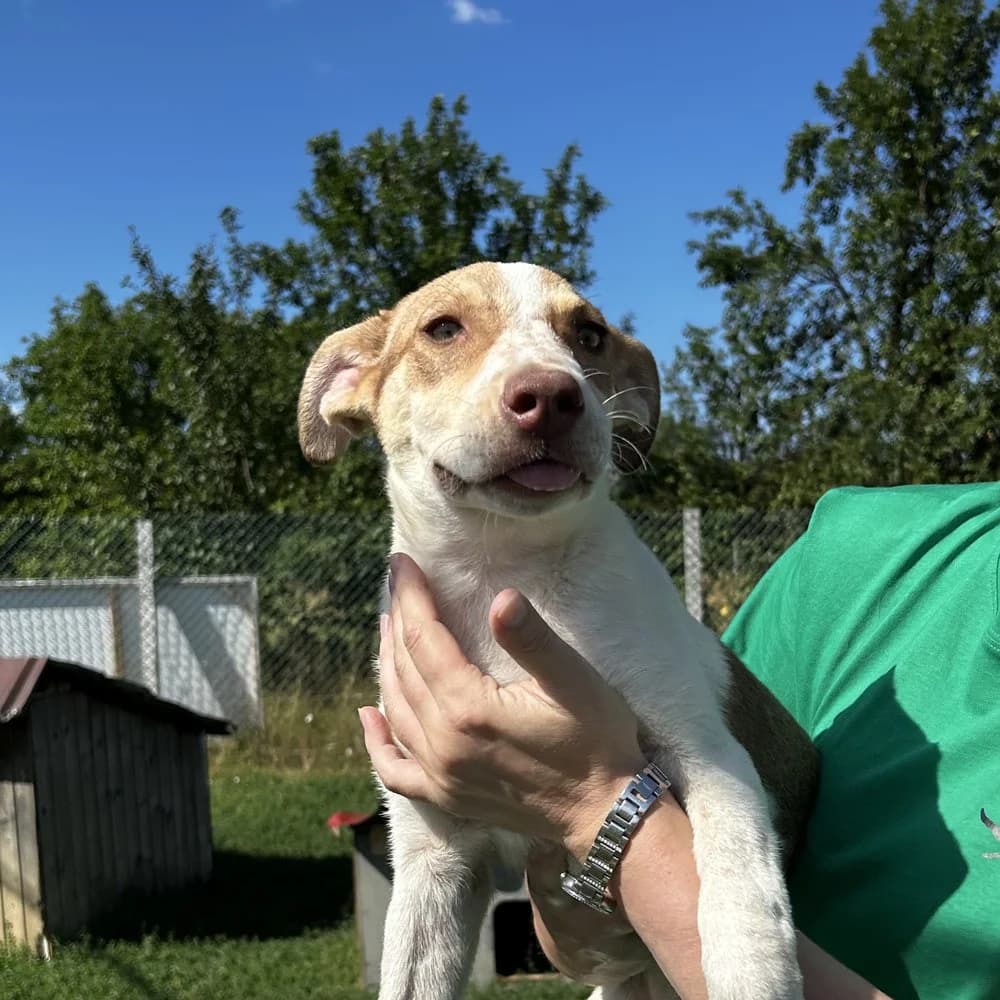 Mada, female puppy Mixed Breed for adoption at Dumbrava lui Patrocle