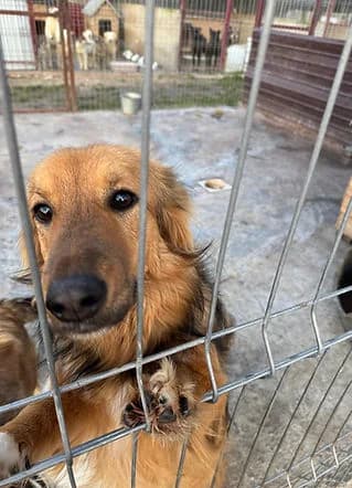 Chester, Mixed Breed for adoption at Freelife