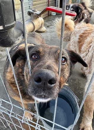 Pixie, Mixed Breed for adoption at Freelife