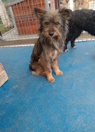 Poppy, Mixed Breed for adoption at Freelife