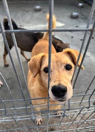Rocky, Mixed Breed for adoption at Freelife