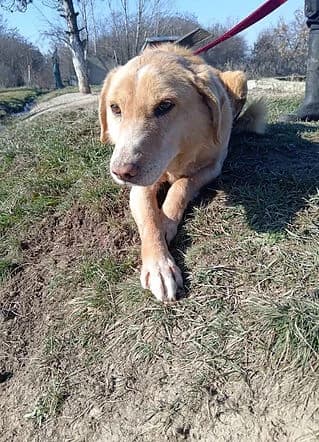 Simba, Mixed Breed for adoption at Freelife