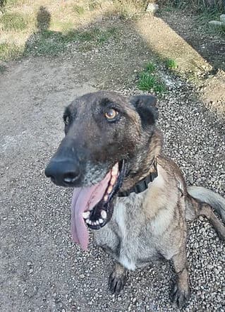 Ziggy, Mixed Breed for adoption at Freelife
