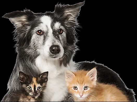 Fundația Sky, male Mixed Breed for adoption at Fundatia Sky, Iasi