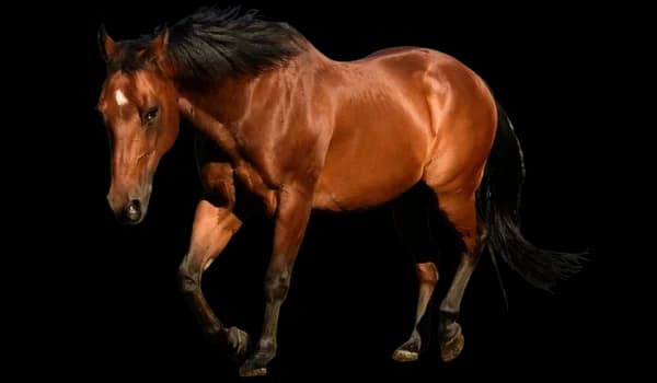 Fundația Sky, male Mixed Breed for adoption at Fundatia Sky, Iasi