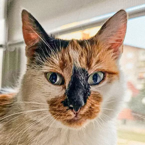 Ciri, female 6yo Mixed Breed for adoption at Green Cats
