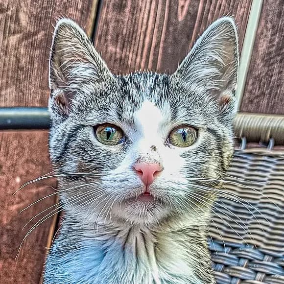 Ciupercuța, female puppy Mixed Breed for adoption at Green Cats