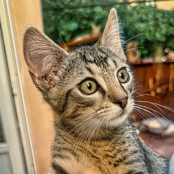 Cristinel, male puppy Mixed Breed for adoption at Green Cats