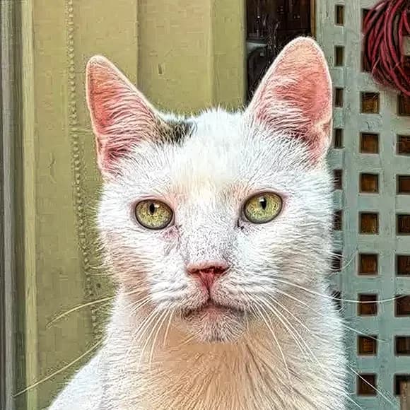 Norișor, male senior Mixed Breed for adoption at Green Cats