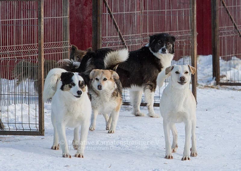 Liny, female senior Mixed Breed for adoption at Initiative Karpatenstreuner e.V.