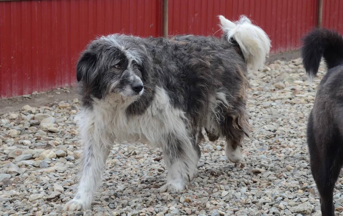 Mitja, weiss male senior Mixed Breed for adoption at Initiative Karpatenstreuner e.V.