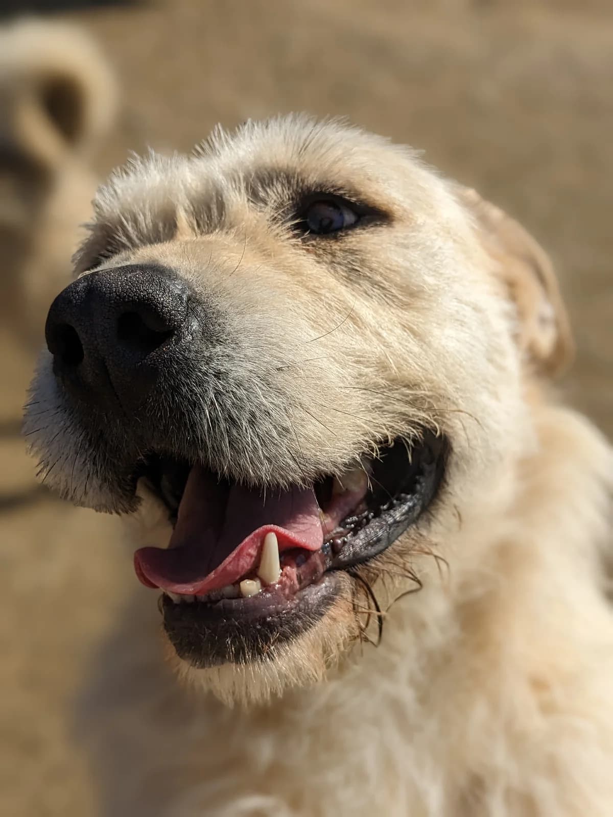 Otis, male 5yo Mixed Breed for adoption at Initiative Karpatenstreuner e.V.