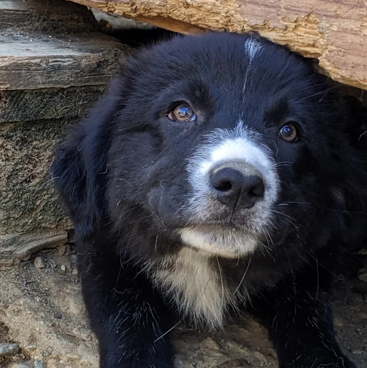 Paula, female 3yo Mixed Breed for adoption at Initiative Karpatenstreuner e.V.