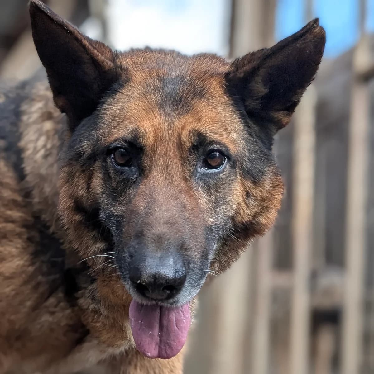 Rudi, male 7yo Mixed Breed for adoption at Initiative Karpatenstreuner e.V.