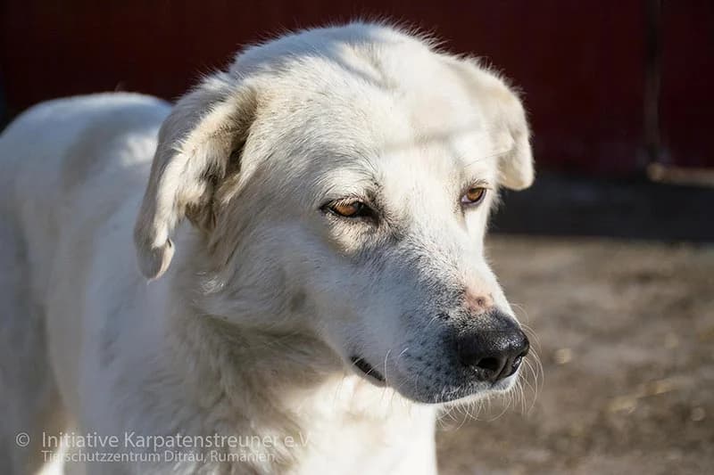 Snow, weiss male 7yo Mixed Breed for adoption at Initiative Karpatenstreuner e.V.