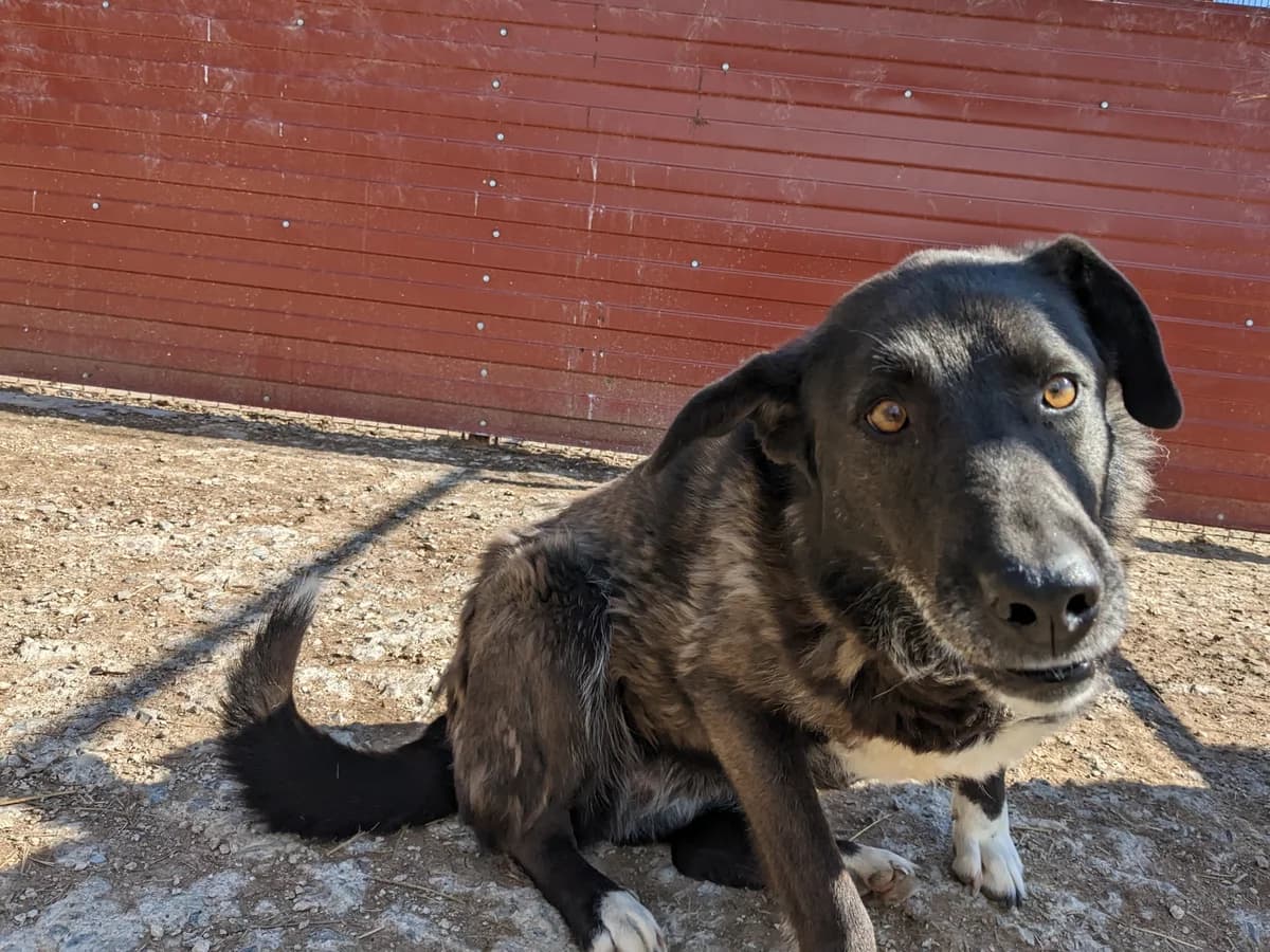 Snug, weiss female senior Mixed Breed for adoption at Initiative Karpatenstreuner e.V.