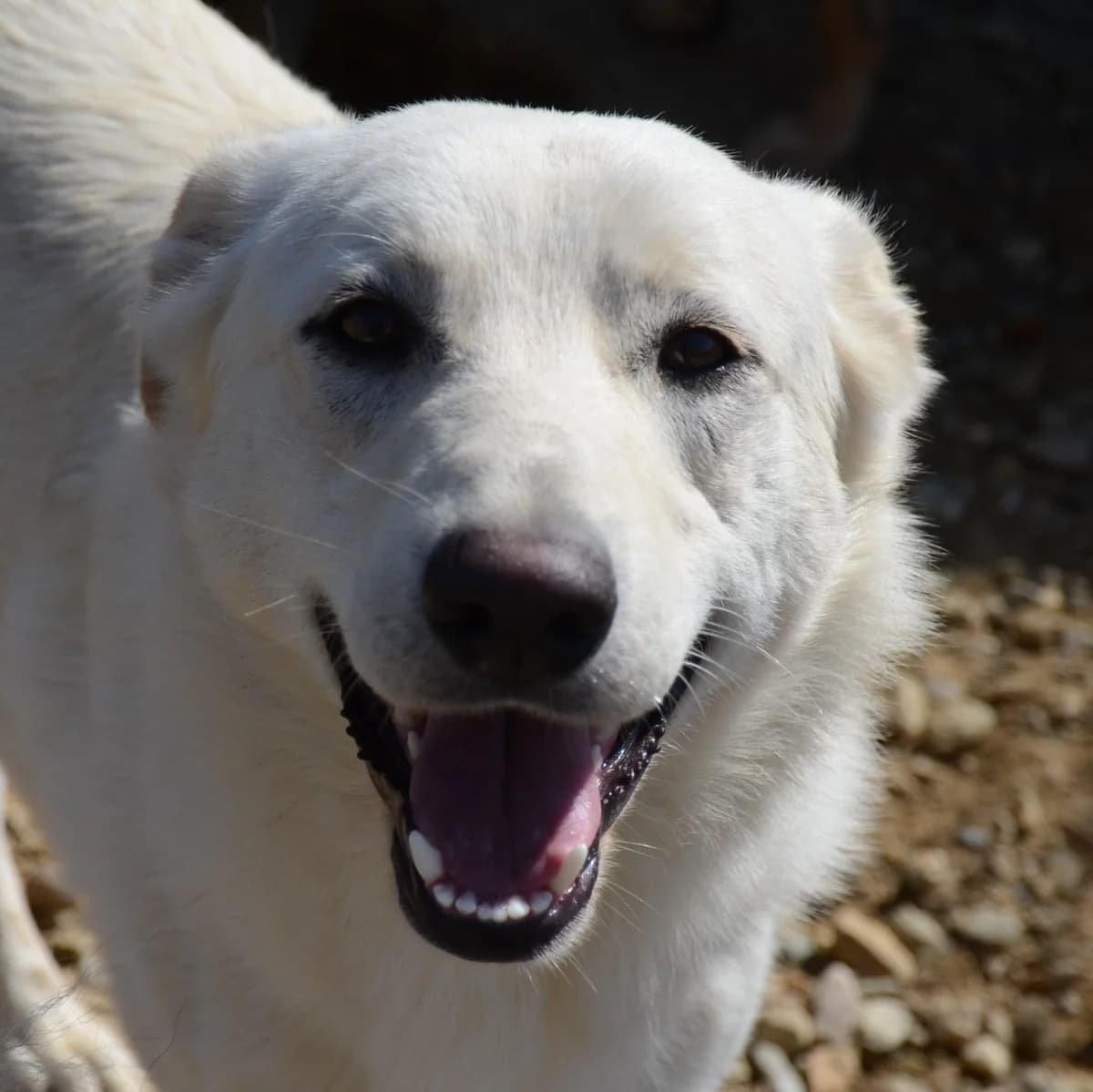Targo, male 4yo Mixed Breed for adoption at Initiative Karpatenstreuner e.V.