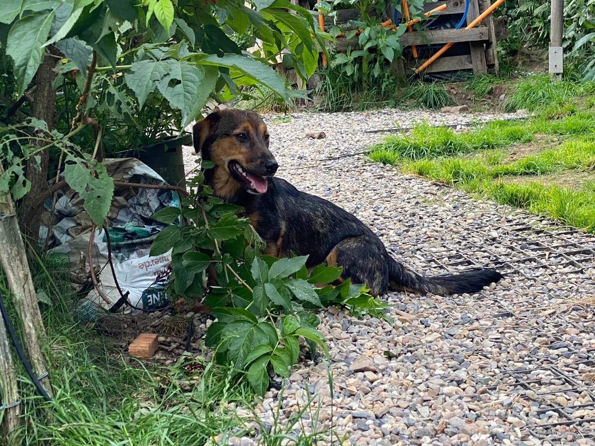 Vanda, female young Mixed Breed for adoption at Initiative Karpatenstreuner e.V.