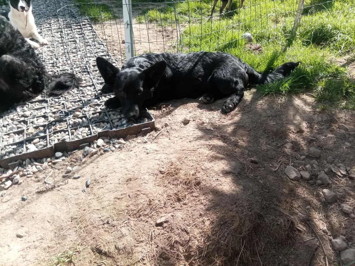 Vivi, female young Mixed Breed for adoption at Initiative Karpatenstreuner e.V.