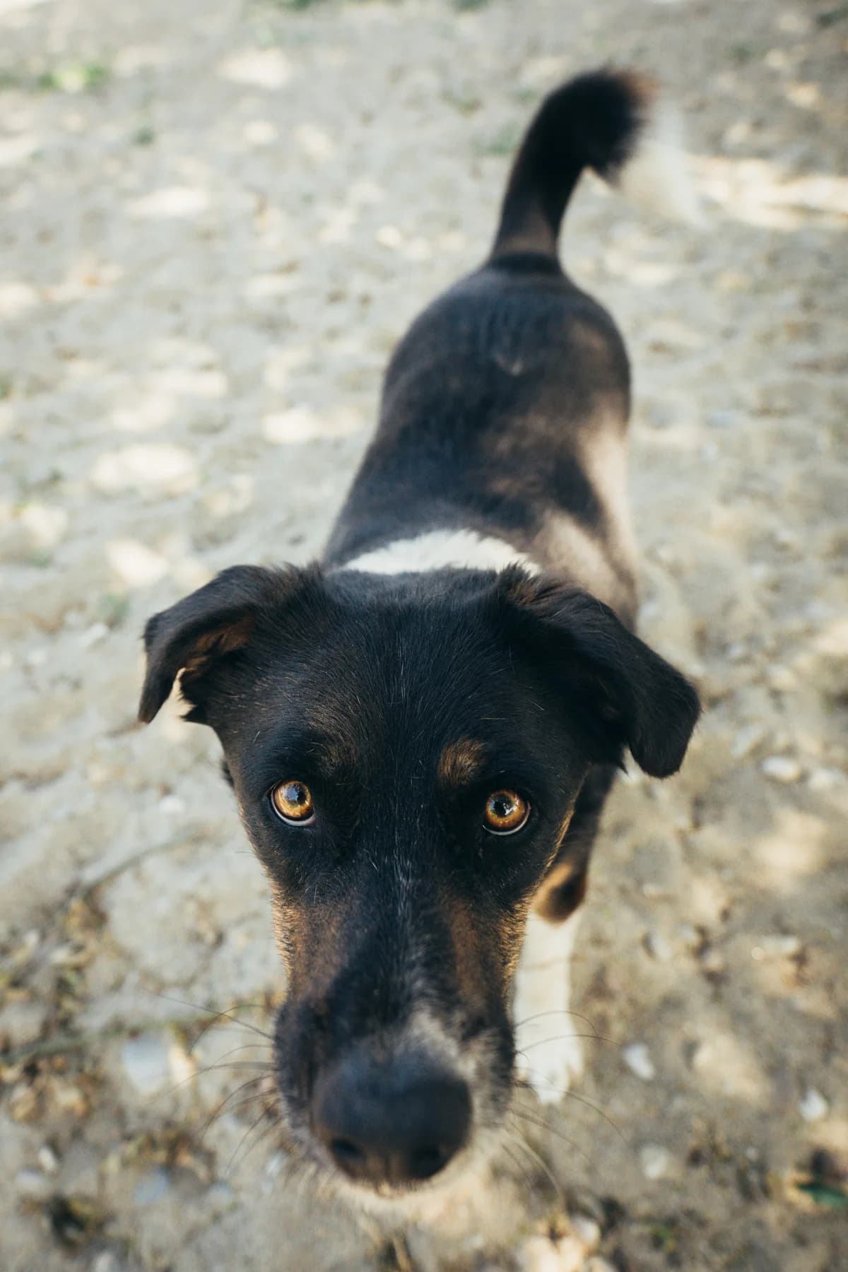 Alex, male 5yo Mixed Breed for adoption at Kola Kariola